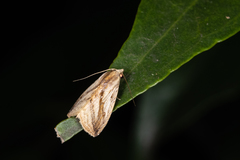 Rivula striatura