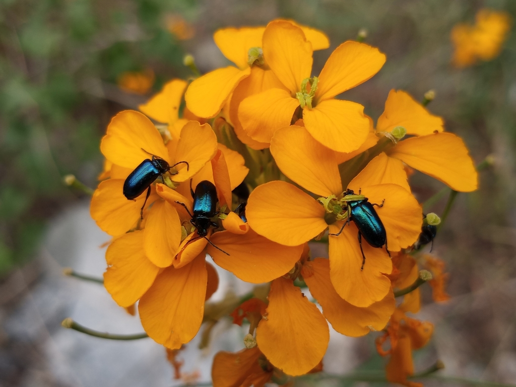 Scelolyperus pasadenae