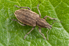Tanymecus palliatus