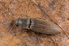 Agriotes lineatus