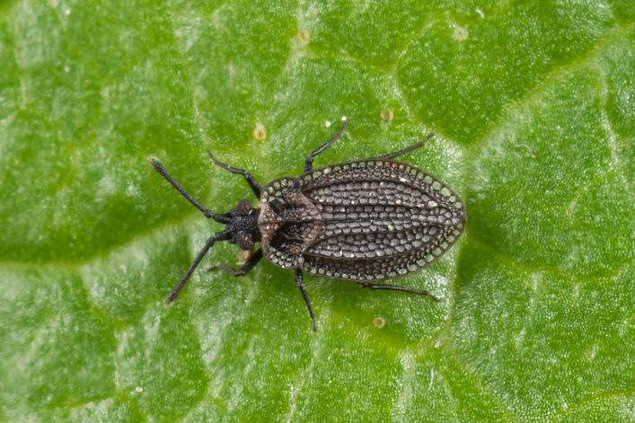 Acalypta