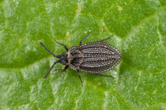Acalypta marginata