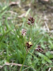 Luzula multiflora multiflora