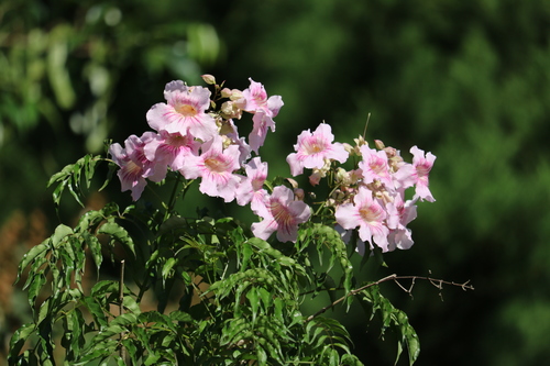 Podranea ricasoliana