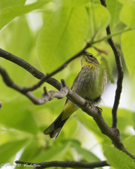 Setophaga palmarum palmarum