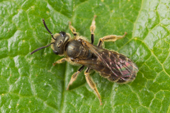 Halictus tumulorum