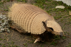Chaetophractus villosus