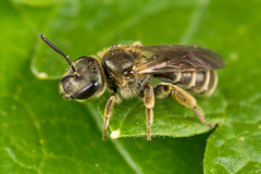 Halictus tumulorum