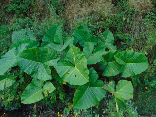 Xanthosoma robustum