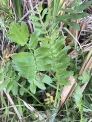 Berula