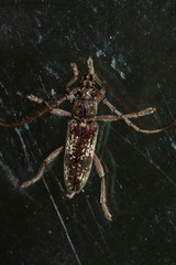 Anelaphus niveivestitus