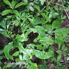 Melicope pteleifolia