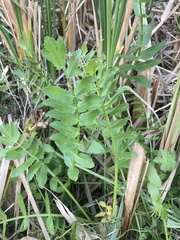 Berula