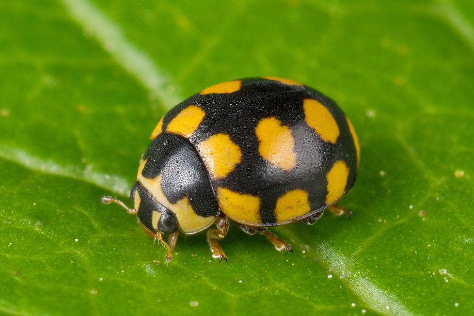 Coccinula quatuordecimpustulata