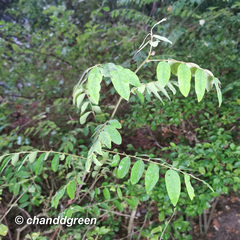 Phyllanthus reticulatus