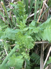 Berula