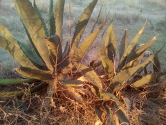 Agave asperrima