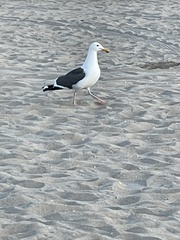 Larus occidentalis