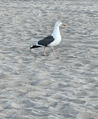 Larus occidentalis