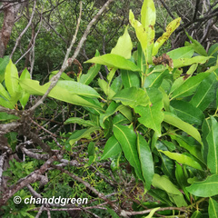 Syzygium nervosum