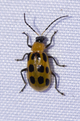 Spotted cucumber beetle