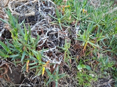 Carpobrotus edulis edulis