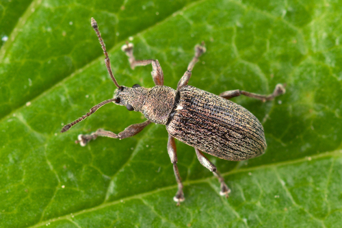 Common Leaf Weevil