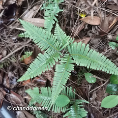 Dicranopteris pedata