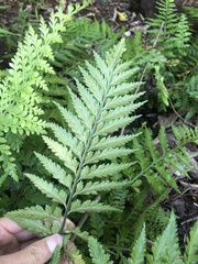 Asplenium lamprophyllum