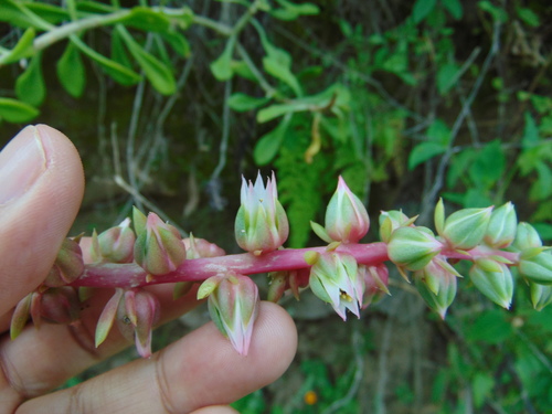 Echeveria waltheri