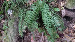 Asplenium gueinzianum