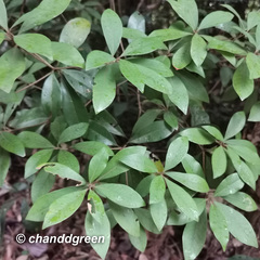 Litsea rotundifolia