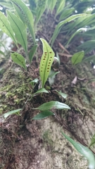 Lemmaphyllum diversum