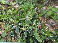 Tracheophyta
