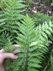 Asplenium lamprophyllum