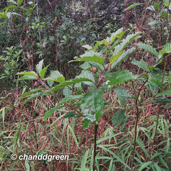 Clerodendrum fortunatum