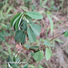 Grona heterocarpos
