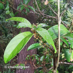 Sterculia lanceolata