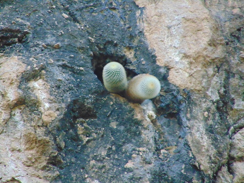Mammillaria spinosissima