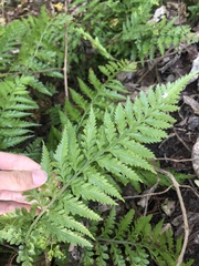 Asplenium lamprophyllum