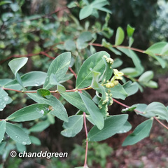 Wikstroemia nutans