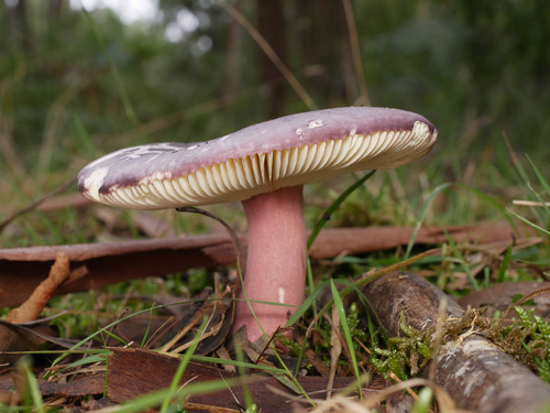 Russula lenkunya Grgur.