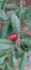 Phaleria macrocarpa