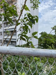 Magnoliopsida