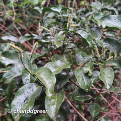 Gnetum luofuense