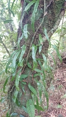 Lemmaphyllum diversum