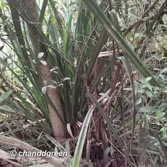 Pandanus austrosinensis