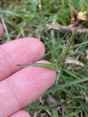 Luzula multiflora multiflora