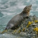 Marine Otter - Photo (c) Kevin Schafer, some rights reserved (CC BY-NC-ND), uploaded by Kevin Schafer