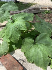 Cucurbita maxima maxima